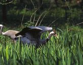 Żuraw (Grus grus) - Crane