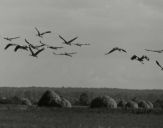 Żuraw (Grus grus) - Crane