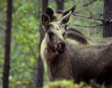 Łoś (Alces alces) # 2