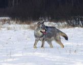 Wilk (Canis lupus) #10