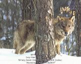 Wilk (Canis lupus) #8