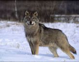 Wilk (Canis lupus) #2