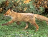 Lis (Vulpes vulpes) #9