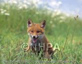 Lis (Vulpes vulpes) #3