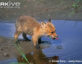 Lis (Vulpes vulpes) #6