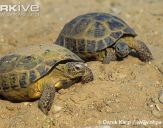 Żółw stepowy ( Testudo horsfieldii) #5