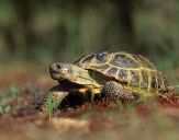 Żółw stepowy ( Testudo horsfieldii)