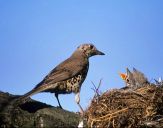 Paszkot (Turdus viscivorus ) #1