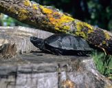 Żółw błotny ( Emys orbicularis ) #3