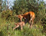 Jeleń europejski (Cervus elaphus) #7