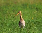 Rycyk (Limosa limosa ) #1