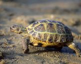 Żółw stepowy ( Testudo horsfieldii) #4