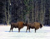 żubr  (Bison bonasus) #3