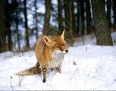 Lis (Vulpes vulpes) #13