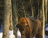 żubr  (Bison bonasus) #4