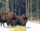 żubr  (Bison bonasus) #5