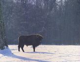 żubr  (Bison bonasus) #6