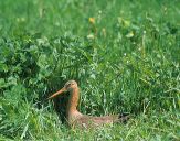 Rycyk (Limosa limosa ) #2