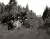 Łoś (Alces alces) #13