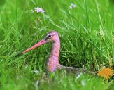 Rycyk (Limosa limosa ) #3