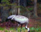 Żuraw (Grus grus) - Crane