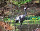 Żuraw (Grus grus) - Crane